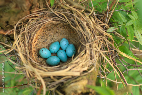 Six blue eggs of the thrush in the straw nest on a tree in the forest closeup