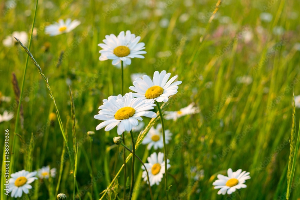 Meadow flowers. Slovakia