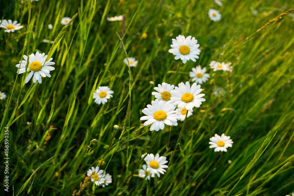Camomile daisy flowers Camomile daisy flowers