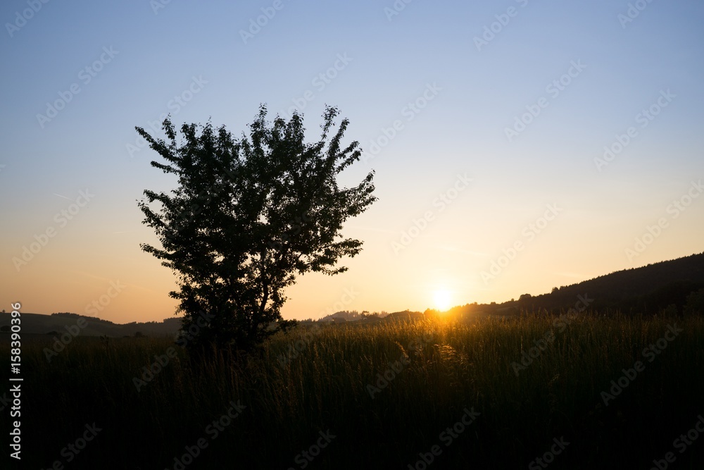 Fototapeta premium Sunset on meadow with hills and tree. Slovakia