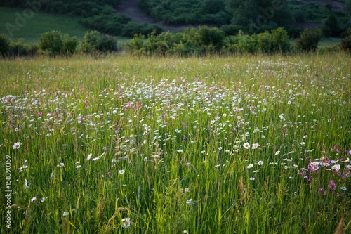 Meadow flowers. Slovakia