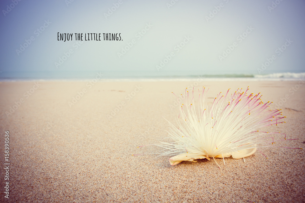 Motivational and inspirational quote on Barringtonia asiatica on the beach Motivational and inspirational quote on Barringtonia asiatica on the beach