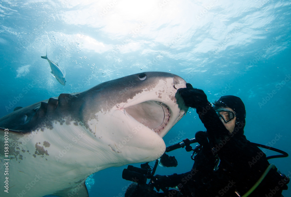 Fototapeta premium Diver interacting with a tiger shark 