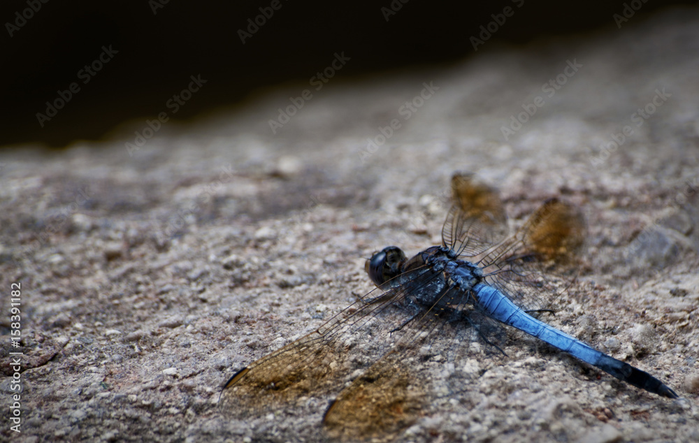 Blue Dragonfly Blue Dragonfly