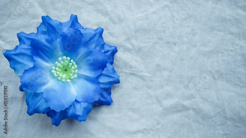flowers art background for closeup and Beautiful mum isolated on white with plenty of space for text