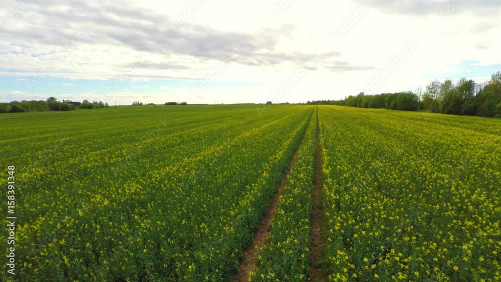 Aerial view of blooming rape fields and blue sky. Summer nature landscape. Aerial footage. Aerial view of blooming rape fields and blue sky. Summer nature landscape. Aerial footage.