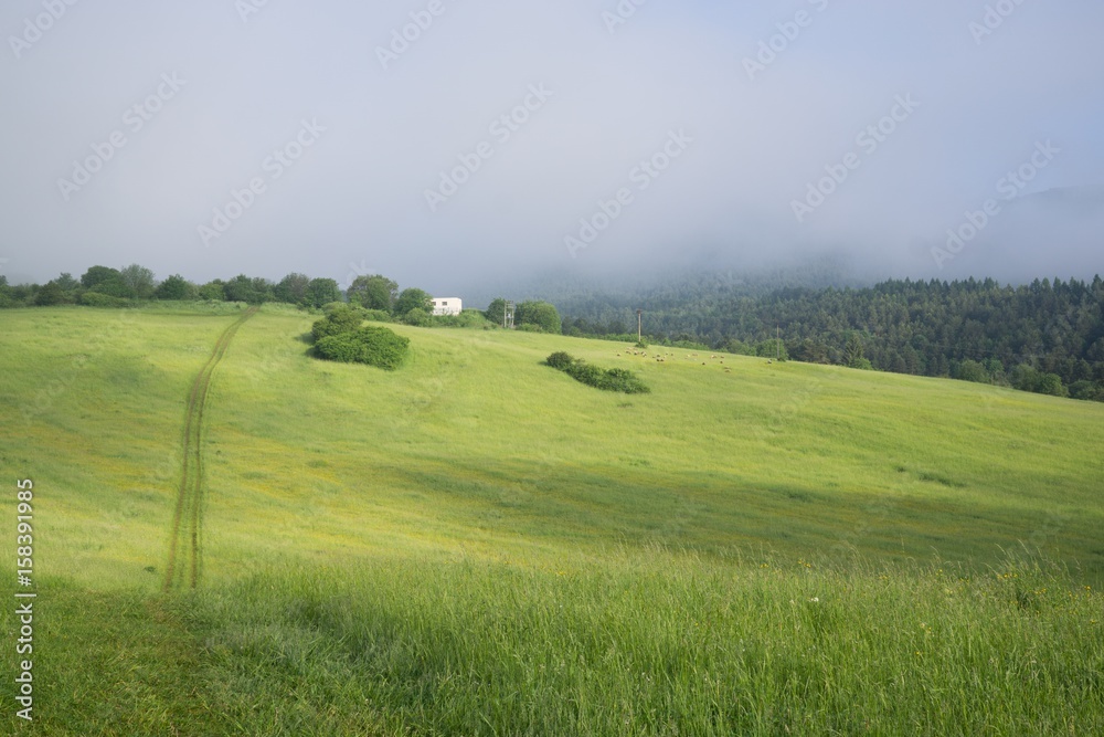 Sheep on the meadow. Slovakia