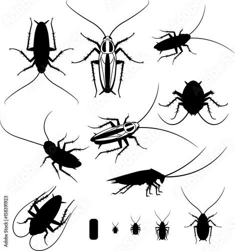 Set of silhouettes of cockroaches, vector EPS 10 © helendream