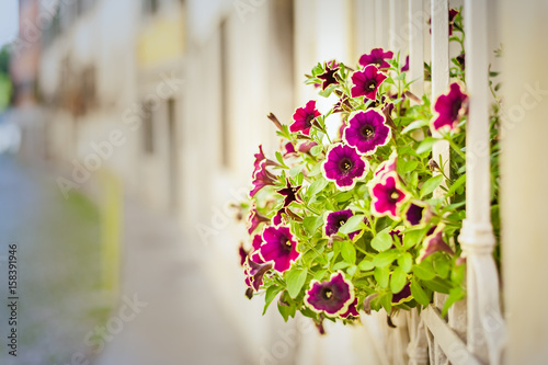 Fototapeta Naklejka Na Ścianę i Meble -  Beautiful flowers in a window garden.