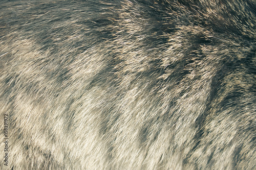 Striped cat fur closeup. The structure of wool, woolen background..