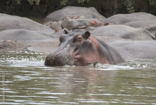 Hippo Face, Serengeti