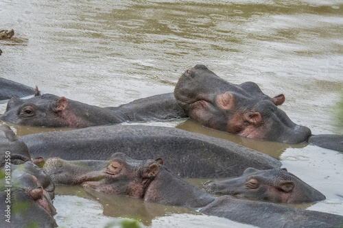 Hippo Grouping, Serengeti
