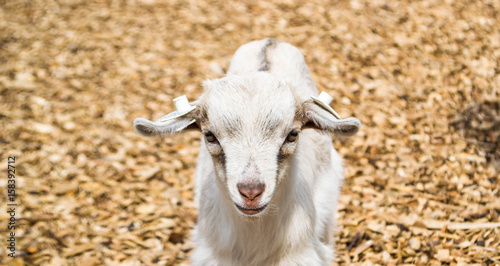 Goat