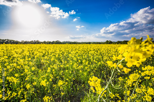 Rape Field