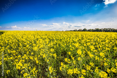 Rape Field