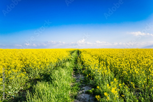 Rape Field