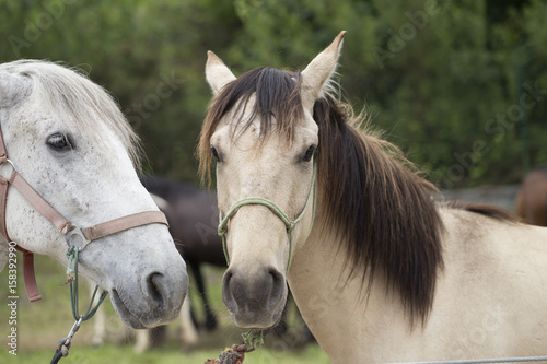 Yellowish white horse