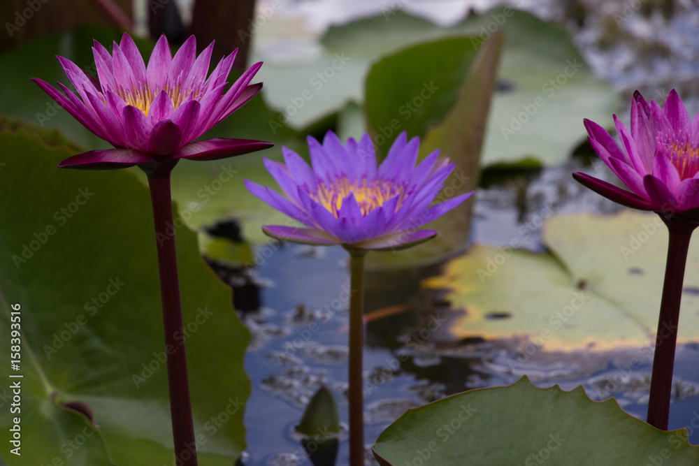 Lotus garden on the bright blue color of lotus makes the atmosphere very good.. Lotus garden on the bright blue color of lotus makes the atmosphere very good..
