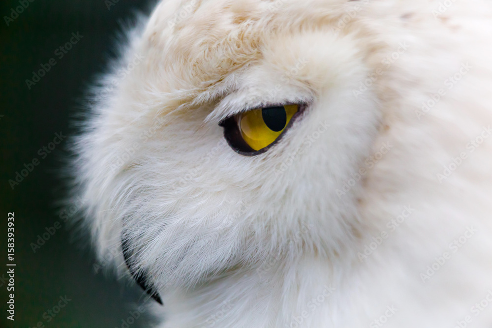 Obraz premium Snowy Owl Portrait