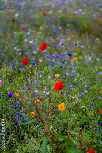 Wild Meadow Flowers © andy
