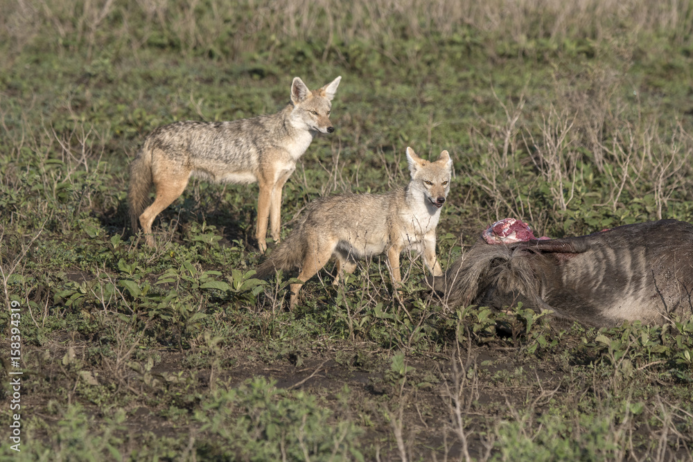 Obraz premium Golden Jackal on Kill, Serengeti