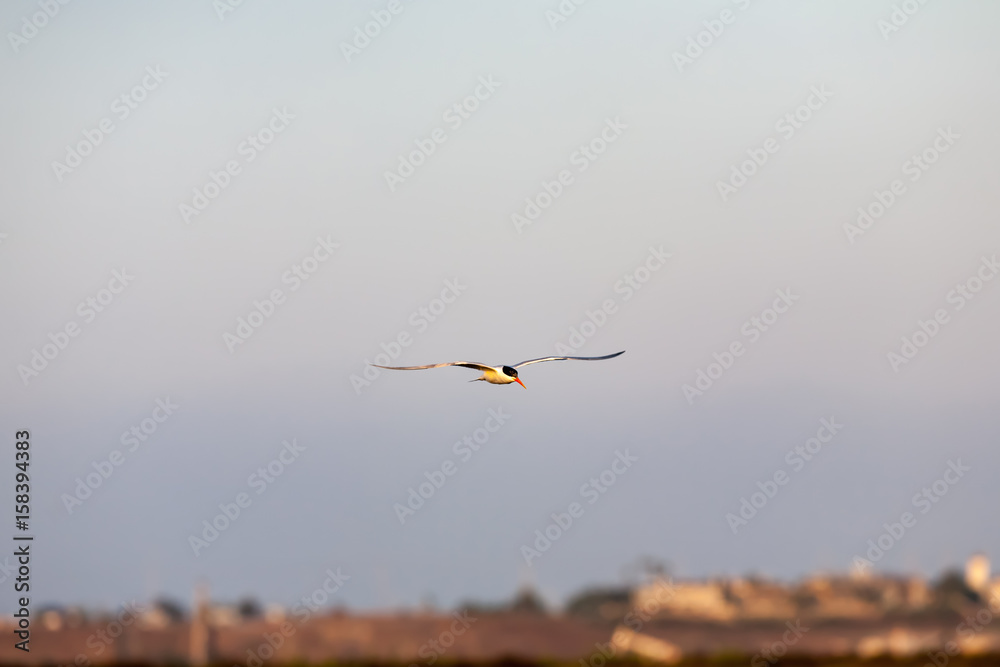 Fototapeta premium Common Tern 018