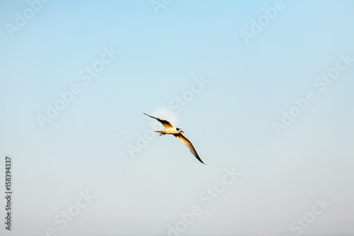 Common Tern 014