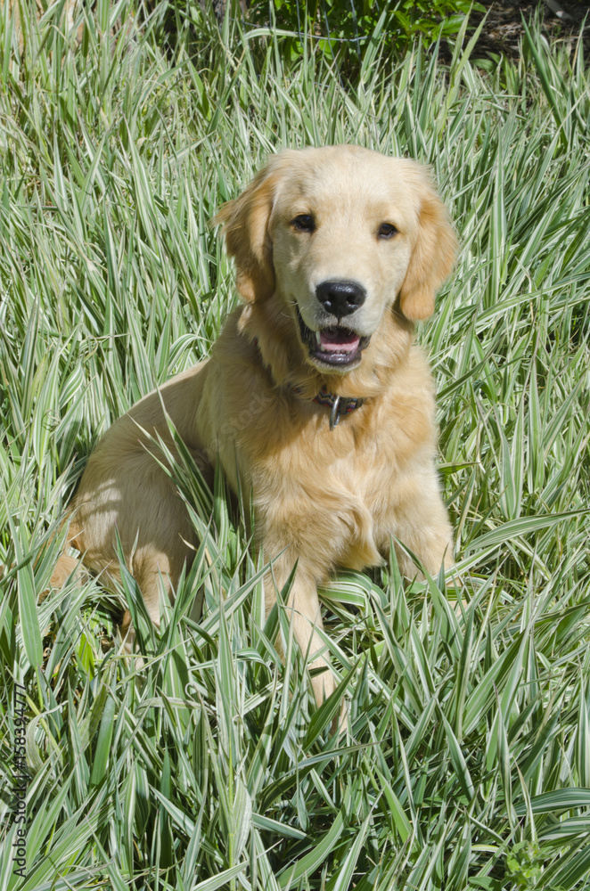 Golden Retriver Puppy in Ribbon Grass Golden Retriver Puppy in Ribbon Grass