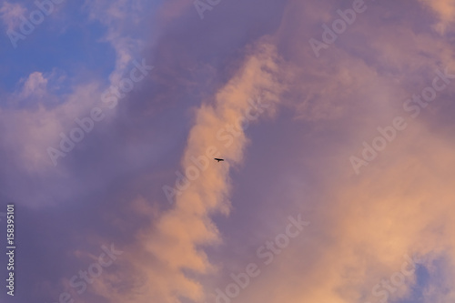 bird flying over sunset sky 