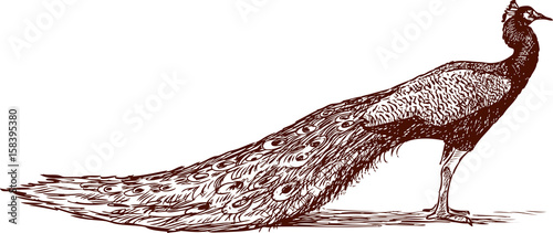 sketch of a peacock