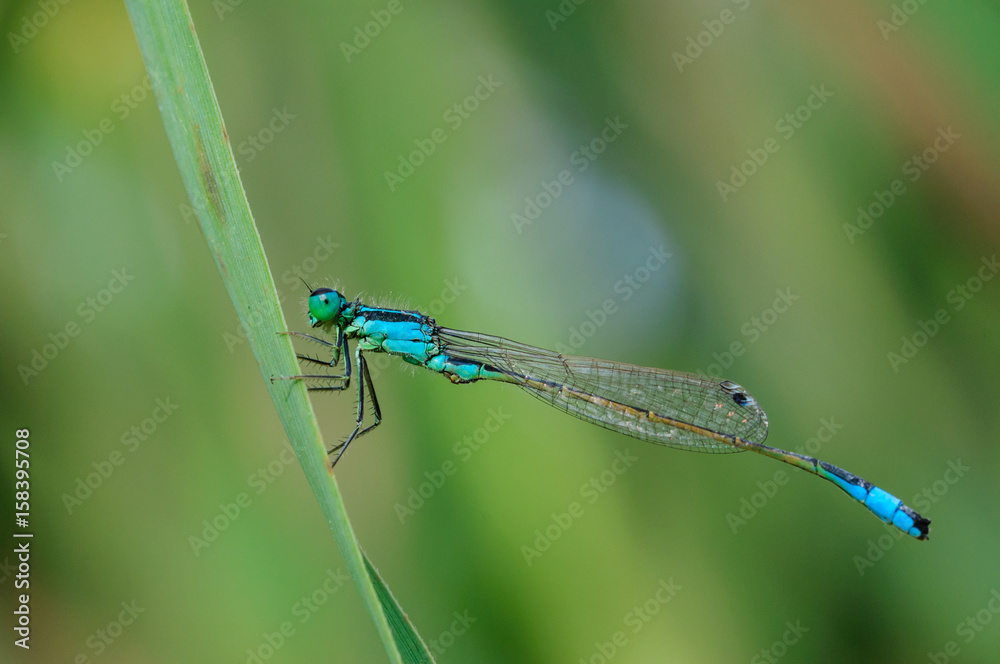 damselfly damselfly