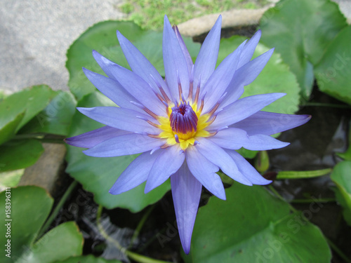 A purple waterlily flower