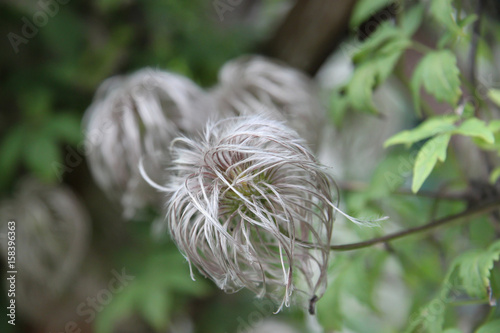 Fluffy flower photo