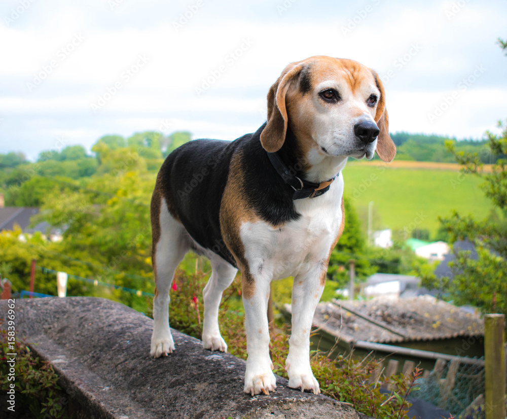 Proud beagle on top of wall