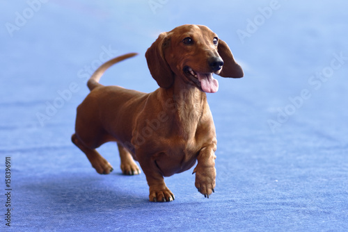 Dachshund on the dog show photo