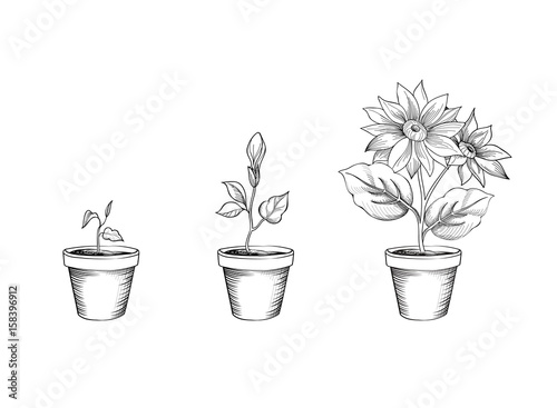 Fototapeta Naklejka Na Ścianę i Meble -  Flower growth set. Floral pot. Plant bloom stages