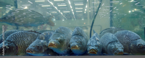 Carps in the aquarium photo