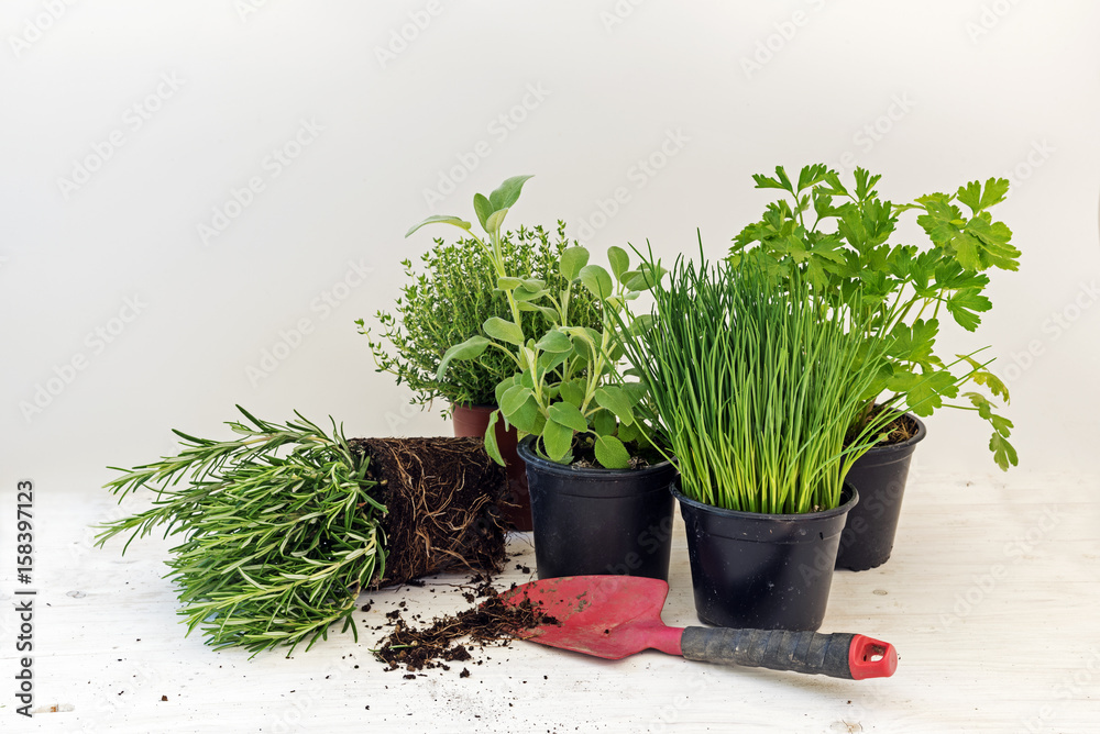 kitchen herb plants in pots such as rosemary, thyme, parsley, sage, and chives for fresh and healthy cooking and a red shovel against a bright gray background with copy space - obrazy, fototapety, plakaty 