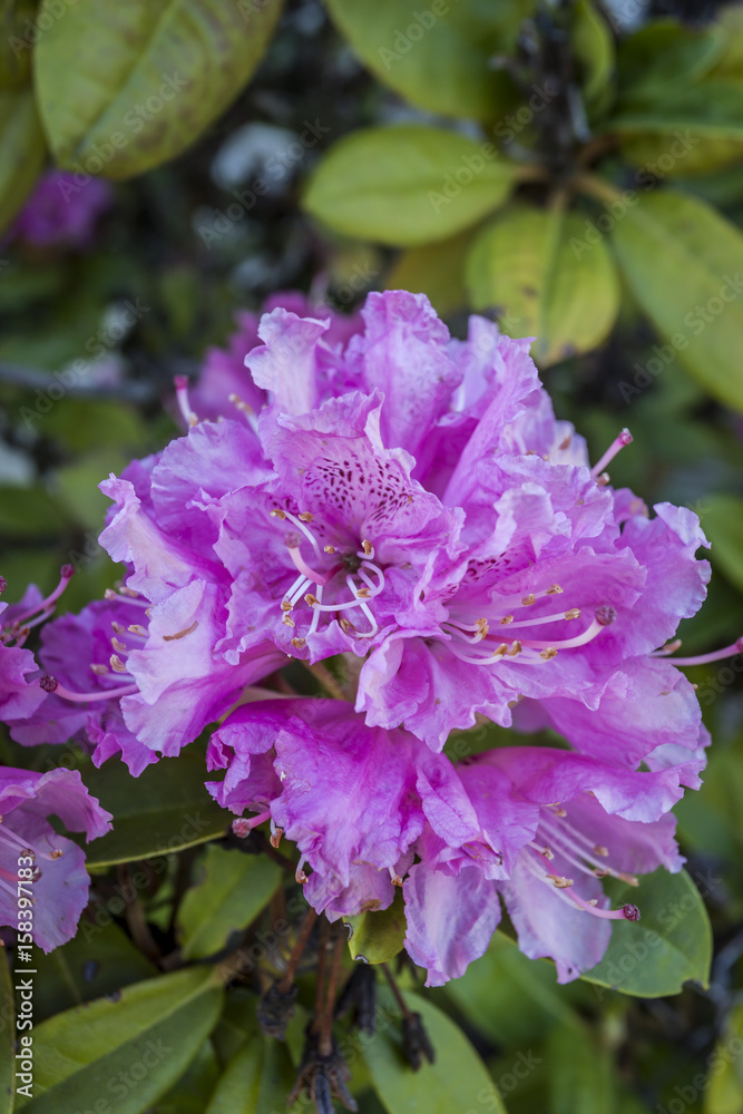 Pretty pink rhododendron.