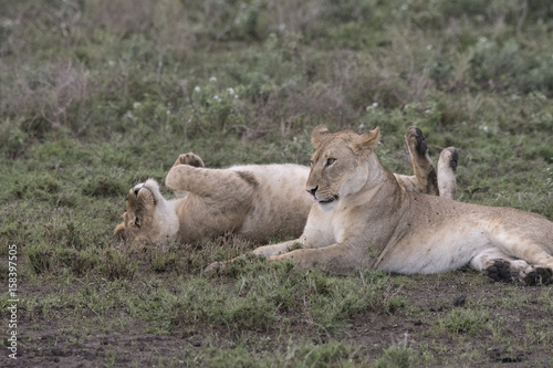 Lion Pals