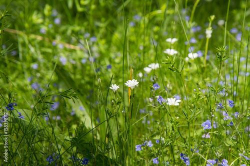 Field mouse-ear (Cerastium arvense) and Germander speedwell (Veronica chamaedrys) blooming in a meadow