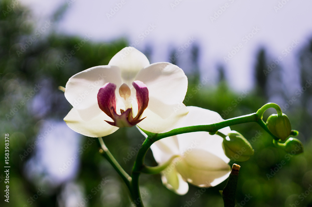 Obraz premium White cheerful phalaenopsis orchid and thicket of tropical garden