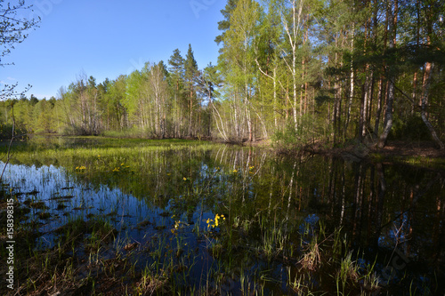 Pond in the spring forest.