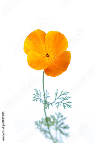 Flower of Californian poppy on white background