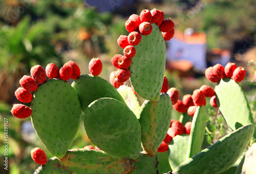 kwitnące kaktusy photo