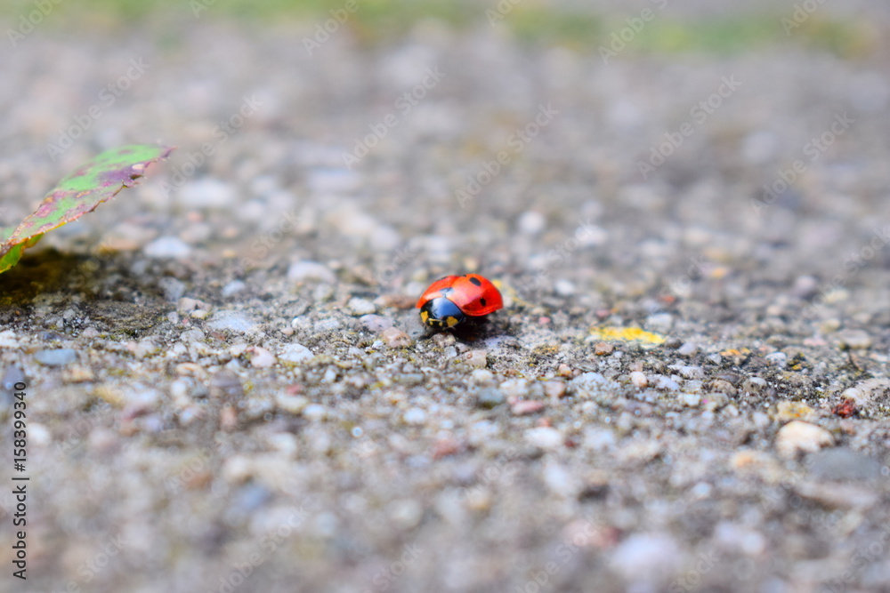 Obraz premium Lieveheersbeestje