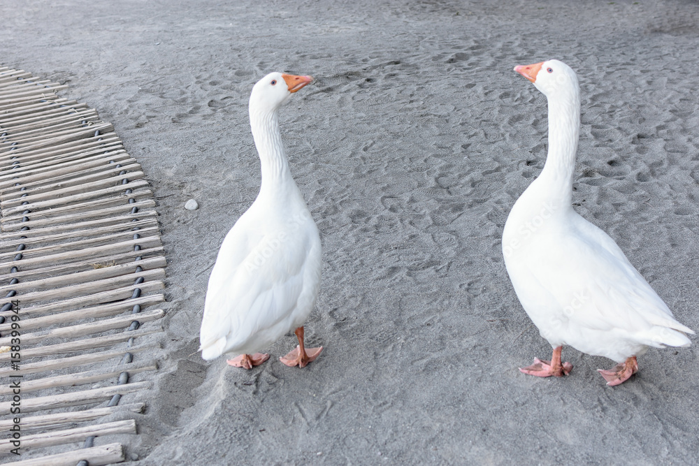 Two beautiful stout goose are walking along the sand Two beautiful stout goose are walking along the sand