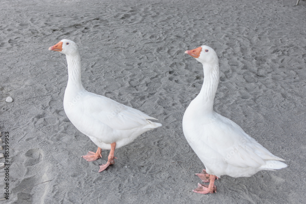Two beautiful stout goose are walking along the sand