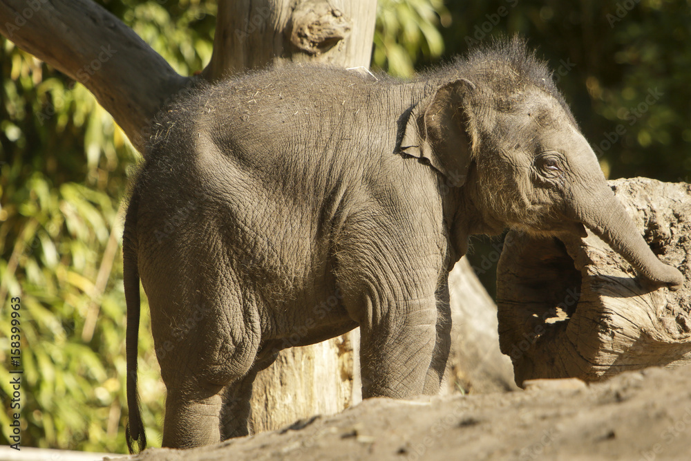 Baby olifant in de zon