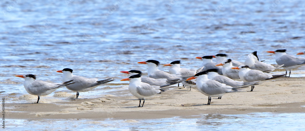Φωτογραφία Caspian terns standing on a sandbar